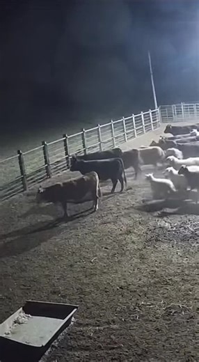 Unexplained Nighttime Livestock Panic on Farm