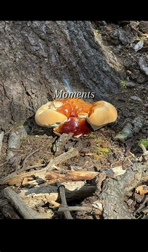 Moments at Lake Alpine | Peace You Can Feel