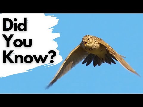 Things You Need To Know About SKYLARKS!