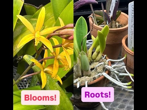 Rupiculous Cattleya Update - New Growth, Roots & Blooms