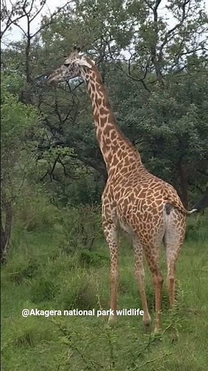 These African gentle giants, known as the Masai Giraffe