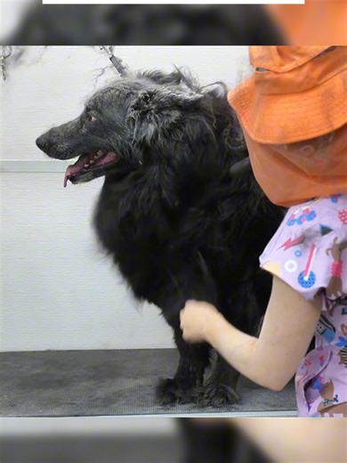 Essential Dog Grooming Tips for Pet Owners