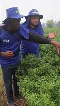 Pepper Farming in Africa: How 4Tree Improves Growth and Harvest