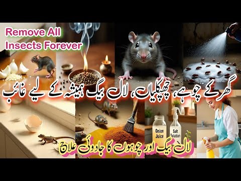 Home Remedies to Get Rid of Rats, Cockroaches, Lizards, Spiders & Insects Naturally