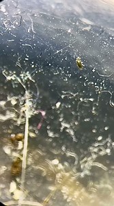 House dust under the microscope!