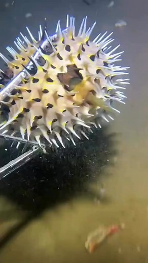 46K views · 346 reactions | im lucky now藍藍藍 Watch till the end | fish hunting | Facebook