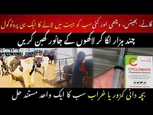 Heat protocol for buffalo and cow and katti and wachi II Heat protocol for cow II Double ovsynch