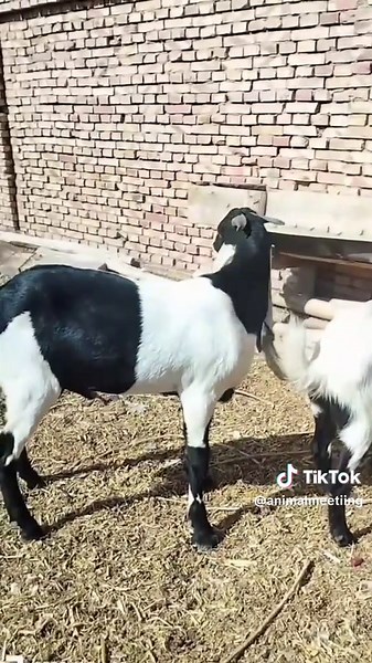 Hilarious Goat Meeting Moments