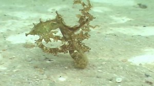 23K views · 613 reactions |  GET SQUID-CITED!  #CephalopodWeek is...