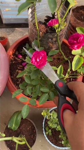 How to Get Maximum Flowers on Your Rose Plant | Simple Rose Care Tips for Heavy Blooming #roseplant