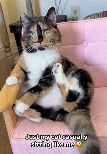 Snickers The Smiling Cat: Uniquely Sitting Like Us