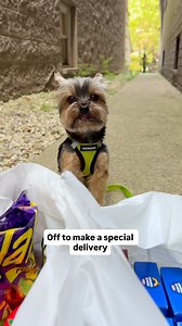 The local food pantry was empty so we fixed it 👍 #yorkie #foodpantry #sammyinthecity | Sammy in the City