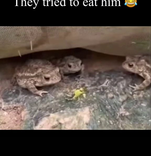 Hilarious Frog Moments Compilation