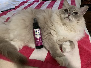 28 reactions · 13 comments | Feline Essential Flea-eX Review - watch...