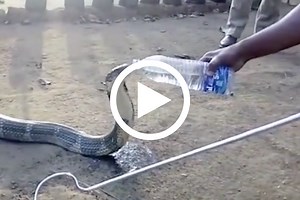 Thirsty King Cobra Takes Drink When Rescuer Offers Water Bottle