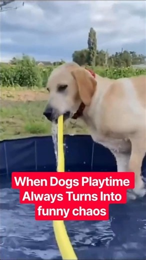 When Dogs Playtime Always Turns Into funny chaos #funnydogs #dogplaytime #funnydogsreaction #doglove