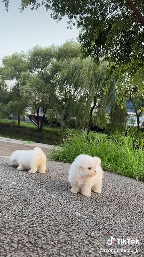 Adorable White Teacup Minibichon Puppy Compilation