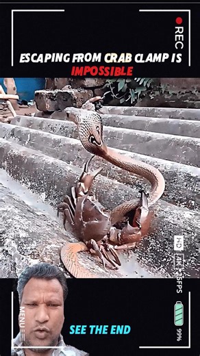 Crab vs Snake Fight 🦀🐍 | Escaping the Crab Claw is Impossible! 😱 #Shorts