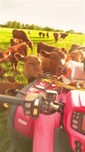 Quiet Red Angus Cattle
