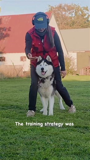Most people would say this is impossible for a husky