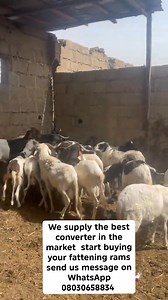 We supply the best converter in the market start buying your fattening rams send us message on WhatsApp 08030658834 | Abdullahi Osuwa