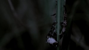 Species Spotlight: European glow-worm Lampyris noctiluca (Coleoptera, Lampyridae) Lampyris noctiluca (Coleoptera, Lampyridae), or European glow-worm, is a bioluminescent beetle that is found in Europe, Asia, and North Africa. Wingless adult females glow at night to attract males. Brightness of bioluminescent light from female L. noctiluca is resembles an LED, and if kept close it can be helpful for reading. #bioluminescent #bioluminescence #insects #insects_of_our_world #glowworm #lampyris #lamp