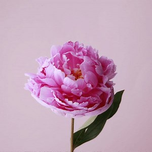 12K views · 751 reactions | We could watch this forever!  | Bloom & Wild | Facebook