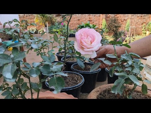 How to care new Rose 🌹 plant after bringing from nursery