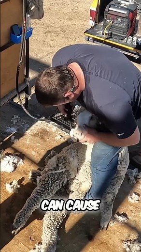 Saving Sheep From Wool Blindness: Winter Eye Care!