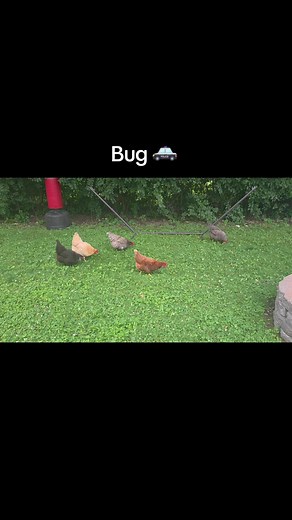 Chickens free ranging in a city backyard... #freerangechickens #backyardchickens #chickens #positivevibes