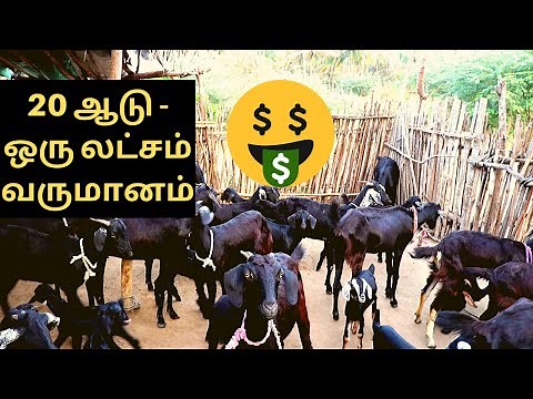 How to start goat farming in tamil, Goat farming profit & agriculture in tamil - ஆடு வளர்ப்பு