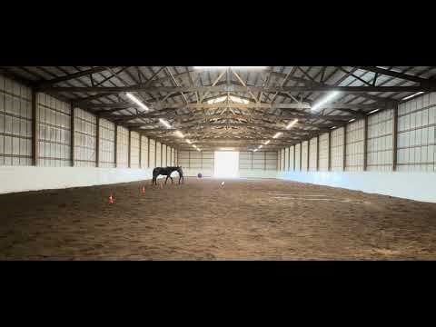 OTTB/STB In Hand Trail Miranda & Rye