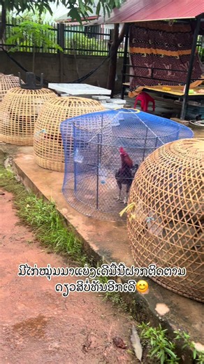 ໄກ່ໜຸ່ມ#ບ້ານດອນແກ້ວເມືອງໄຊແຂວງອຸດົມໄຊ #🇱🇦 #ຢ່າປິດການມອງເຫັນຂ້ອຍເດີ່💜📌