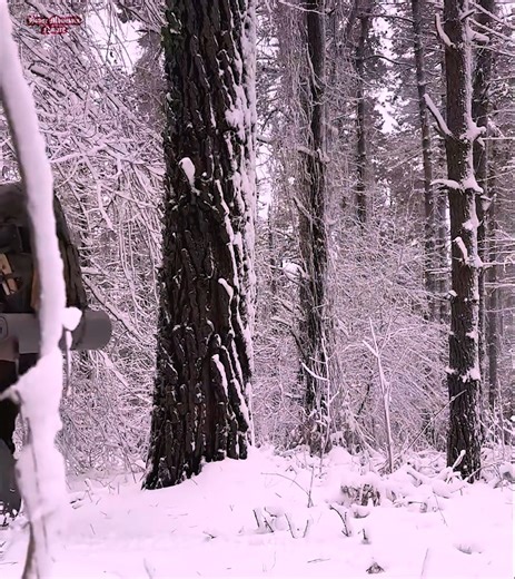 Spending the Night in a Log Cabin During a Snowstorm. Cozy Tree House. City Escape | House Mountain Nature | Facebook