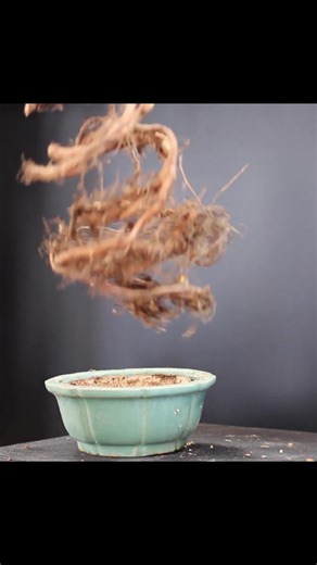 Making a #bonsai from roots