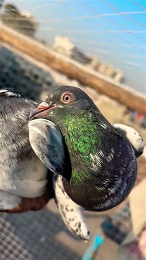 Pakistani nasl full red eyes 🌹 #youtubeshorts#shorts#trend#kabutar