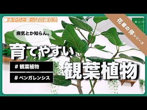 ＜花屋の倅＞育てやすい独特な観葉植物｜フィカス・ベンガレンシス