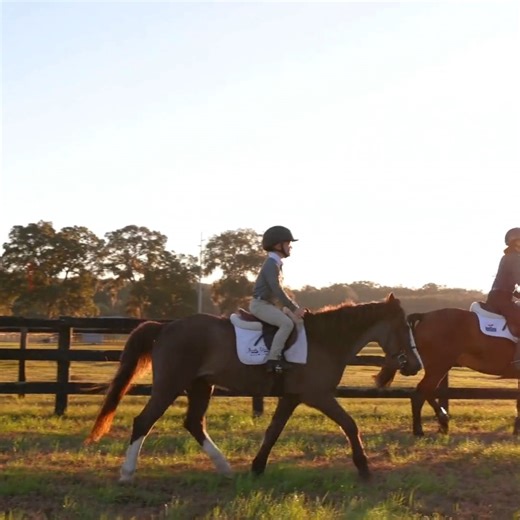 3.7K views · 27 reactions | The history that comes with a long legacy of champions being born, bred and broken in Ocala/Marion County makes it a true equestrian escape.  | Ocala/Marion County, Florida | Facebook