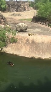 These cute little duckies | Animals Attack