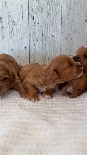 So excited to watch these precious Cavapoo puppies grow! For more go to www.bigstarkennel.com or call Brenda 319-470-0231 to schedule a visit! #cavapoolove #cavapoopuppy | Big Star Kennel