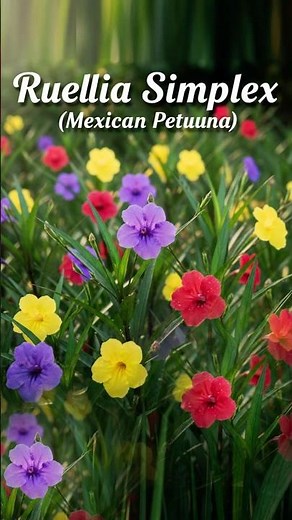 How To Grow Mexican Petunia with Colorful Flowers (Ruellia simplex) #shorts #mexicanpetunia