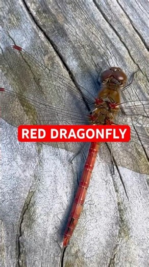 Red Dragonfly Close Up