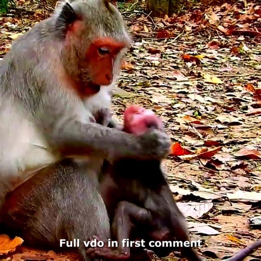 Help Now! Poor Baby Jinx Gets H.u.r.t By Careless Mom Jade | Tiny Jinx Cries So P.ai.nf.ully 🥲💔 Check full vdo in first comment | Hello Monkey