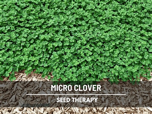 Micro Clover (mini Clover) Seeds – Perennial Lawn Alternative, White Clover, Grass Supplement and Landscaping | 10,000 Seeds - Etsy