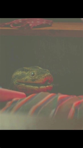 An anaconda attacks #movie #usa #editmovie #edit #