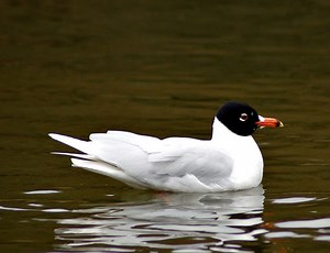 Mediterranean gull - Alchetron, The Free Social Encyclopedia