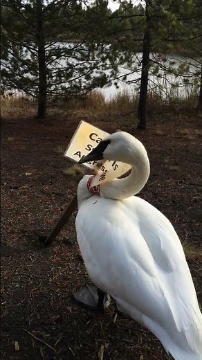 Chuck the Angry Swan