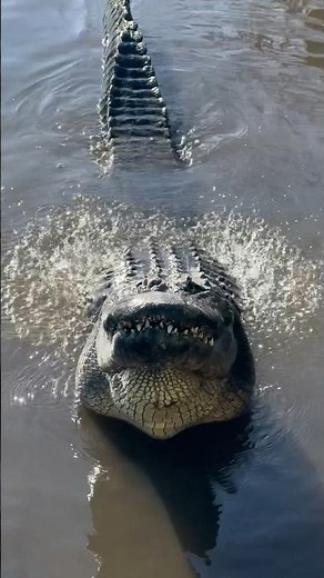 Gigantic Alligator Bellow! #gatorland #alligator #crocodile