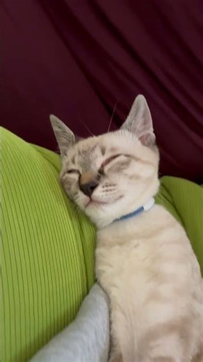 どんな顔でも可愛いよ♡ # #変顔 #癒し #可愛い #寝相 #kitten #面白い猫 #cat #元野良猫 #保護猫 #ねこのいる生活 #ねこ好きさんと繋がりたい #ねこ部 #shorts