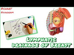 Lymphatic drainage of breast |Chart -diagram| Medimartt Academy